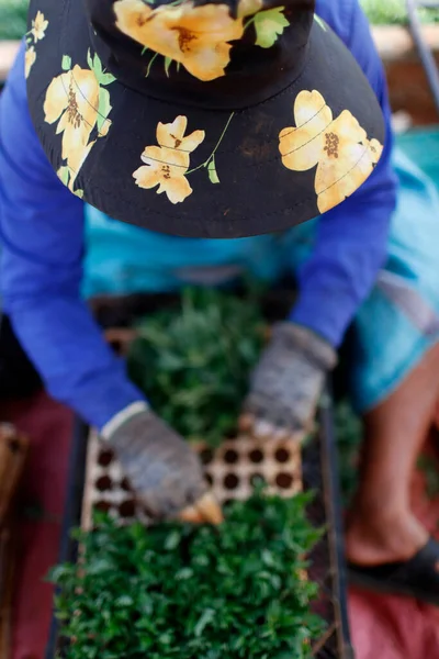 Sebze çiftliği. Serada çalışan bir adam. Yakın plan. Dalat. Vietnam. 