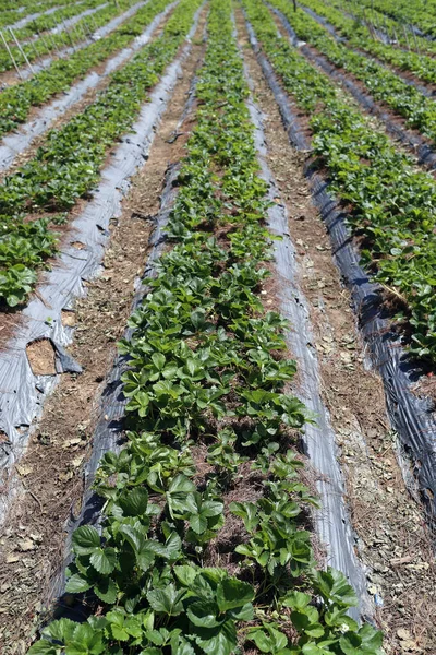 Srawberry Rows Greenhouse Vegetable Farm Dalat Vietnam — Stockfoto