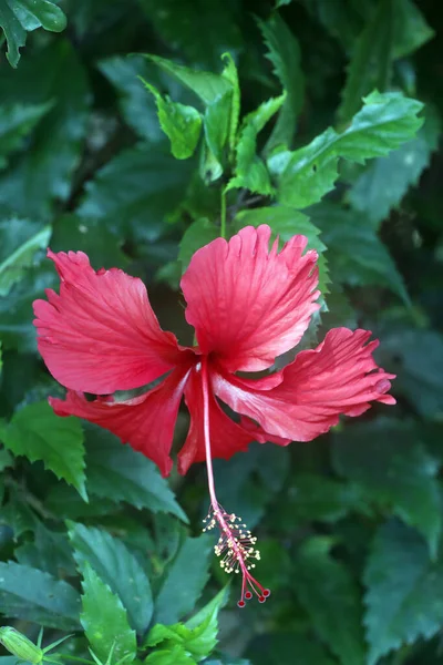Kırmızı Hibiscus çiçeği. Cai Be. Vietnam. 