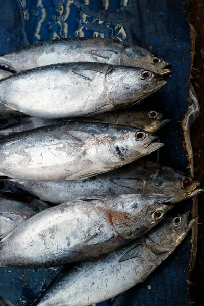Balık pazarı. Taze ton balığı. Ha Tien. Vietnam. 