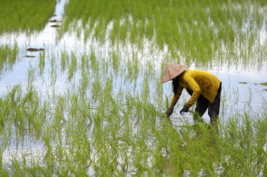 Mekong Deltası. Pirinç tarlasında çalışan kadın çiftçi. Pirinç nakli. Olabilir Tho. Vietnam. 
