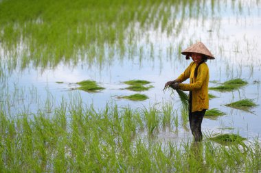 Mekong Deltası. Pirinç tarlasında çalışan kadın çiftçi. Pirinç nakli. Olabilir Tho. Vietnam. 