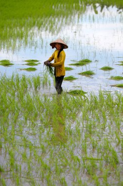 Mekong Deltası. Pirinç tarlasında çalışan kadın çiftçi. Pirinç nakli. Olabilir Tho. Vietnam. 