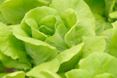 Organik hidroponik sebze çiftliği. Serada marul sıraları. Dalta. Vietnam. 