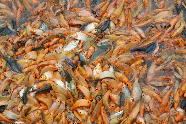 Hundreds Red Fishs Water Chau Doc Vietnam — Foto de Stock