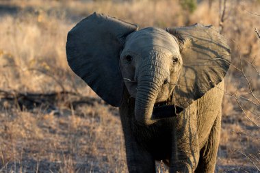 Afrika Bebek Fili (Loxodonta africana). Kruger Ulusal Parkı. Güney Afrika.