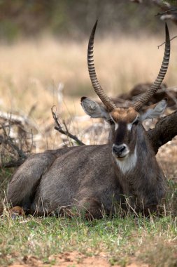 Waterbuck (Kobus ellipsiprymnus). Kruger Ulusal Parkı. Güney Afrika.