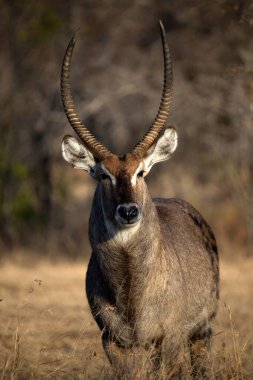 Waterbuck (Kobus ellipsiprymnus). Kruger Ulusal Parkı. Güney Afrika.