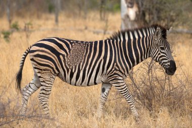 Zebra (Equus burchelli).   Kruger National Park. South-Africa.