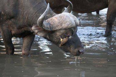 Afrika Bufalosu içiyor. Kruger Ulusal Parkı. Güney Afrika.