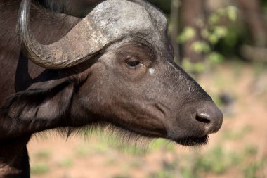 Afrika Bizonu (Syncerus caffer). Kruger Ulusal Parkı. Güney Afrika.