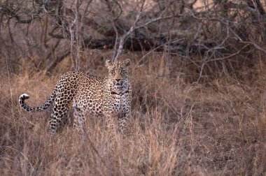 Afrika leoparı (Panthera pardus) savanada. Kruger Ulusal Parkı. Güney Afrika.