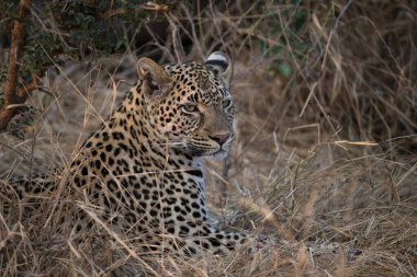 Afrika leoparı (Panthera pardus) savanada. Kruger Ulusal Parkı. Güney Afrika.