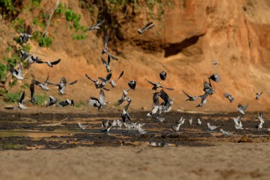 Mana Havuzları Ulusal Parkı. Afrika vahşi yaşamı. 