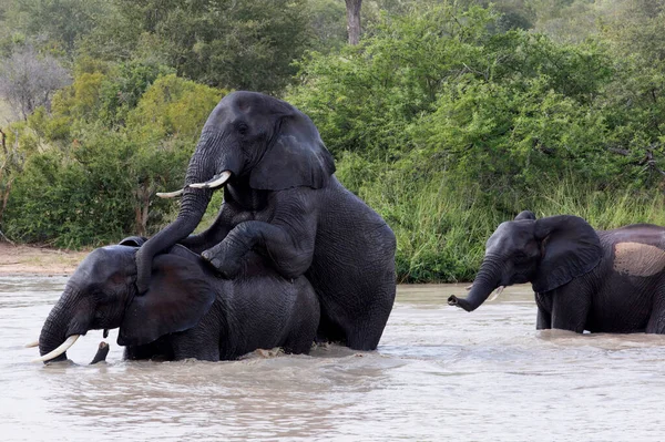 Εθνικό Πάρκο Κρούγκερ Αφρικανοί Ελέφαντες Loxodonta Africana Ζευγαρώνουν Νότια Αφρική — Φωτογραφία Αρχείου