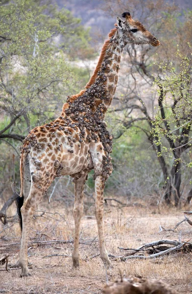 Kruger National Park Sick Giraffe Giraffa Camelopardalis Savanna Portrait South — Foto de Stock