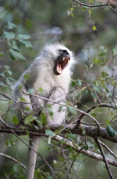 Parco Nazionale Kruger Scimmia Vertebrale Che Piange Chlorocebus Pygerythrus Sudafrica — Foto Stock