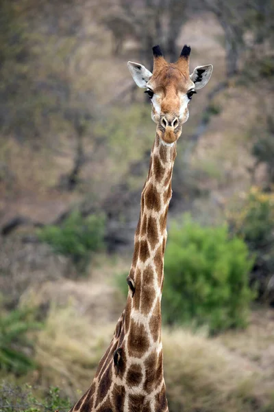 Kruger National Park Giraffe Giraffa Camelopardalis Savanna Portrait South Africa — Foto de Stock