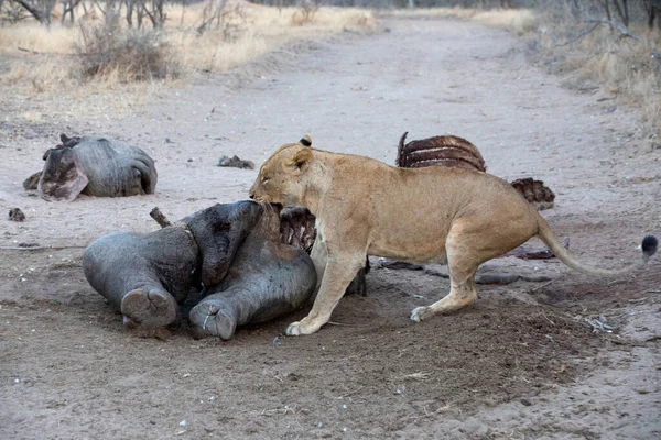 Левиця Panthera Leo Харчується Вбивством Національний Парк Крюгер Пар — стокове фото