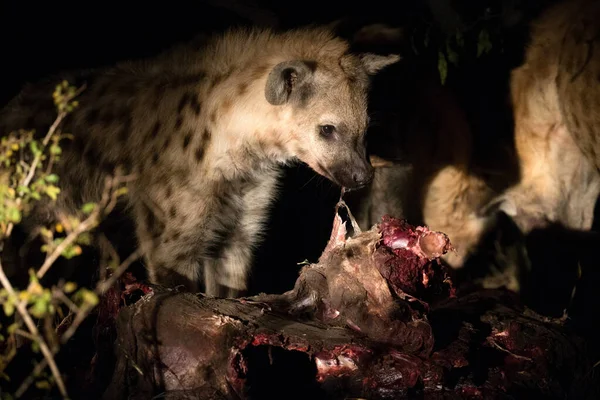 Spotted Hyenas Feeding Kill Crocuta Crocuta Kruger National Park South — стокове фото