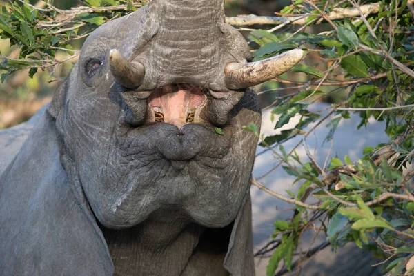 Afrikanischer Elefant Loxodonta Africana Krüger Nationalpark Südafrika — Stockfoto