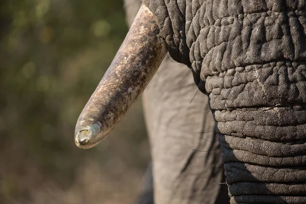African Elephant Loxodonta Africana Kruger National Park South Africa — Stockfoto