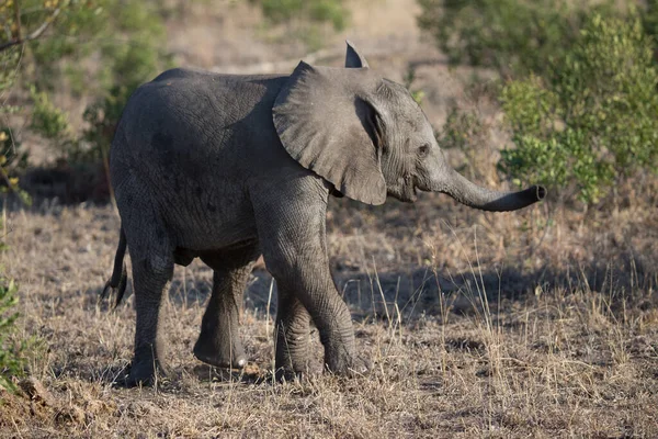 Bébé Éléphant Afrique Loxodonta Africana Parc National Kruger Afrique Sud — Photo