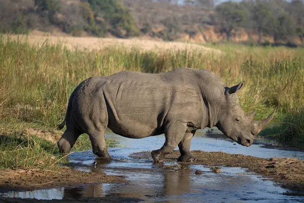 Nashorn Ceratotherium Simum Der Savanne Krüger Nationalpark Südafrika — Stockfoto