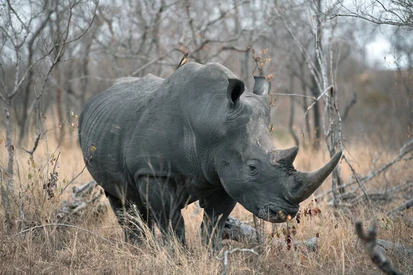Nosorožec Ceratotherium Simum Savaně Kruger National Park Jižní Afrika — Stock fotografie