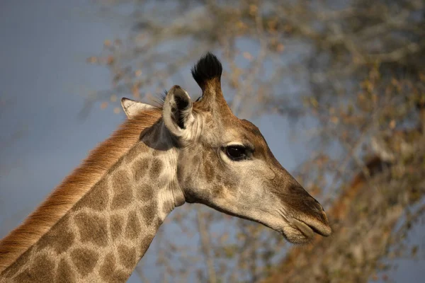 Jirafa Giraffa Camelopardalis Parque Nacional Kruger Sudáfrica — Foto de Stock