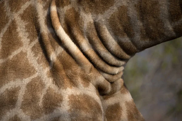 Girafa Girafa Camelopardalis Parque Nacional Kruger África Sul — Fotografia de Stock
