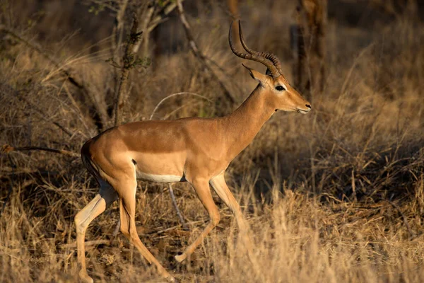 Impala (Aepyceros melampus). Kruger Ulusal Parkı. Güney Afrika.
