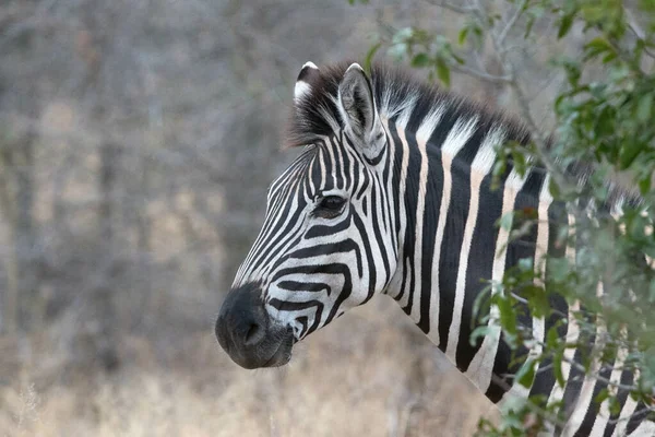Cebra Equus Burchelli Parque Nacional Kruger Sudáfrica —  Fotos de Stock