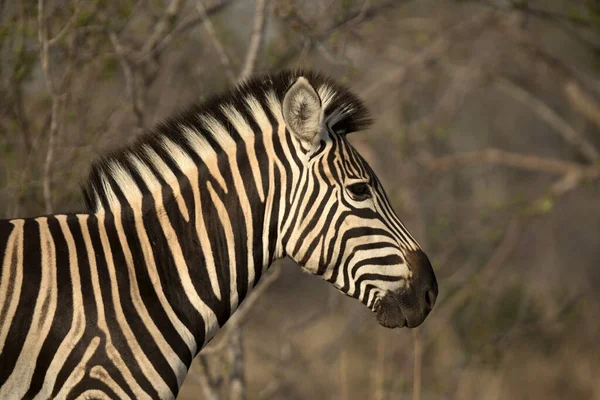 Zebra Equus Burchelli Kruger National Park South Africa — Foto de Stock