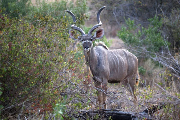 Male Kudu Kruger National Park South Africa —  Fotos de Stock