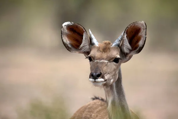 Grand Kudu Féminin Parc National Kruger Afrique Sud — Photo