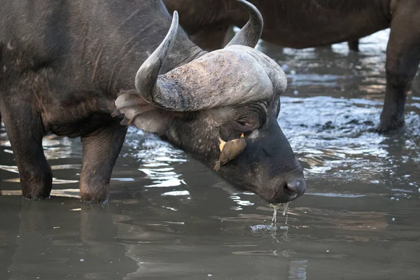 Afrika Bufalosu içiyor. Kruger Ulusal Parkı. Güney Afrika.