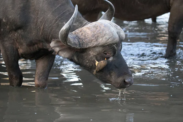 非洲水牛饮水 克鲁格国家公园1 — 图库照片