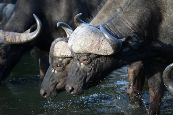非洲水牛饮水 克鲁格国家公园1 — 图库照片