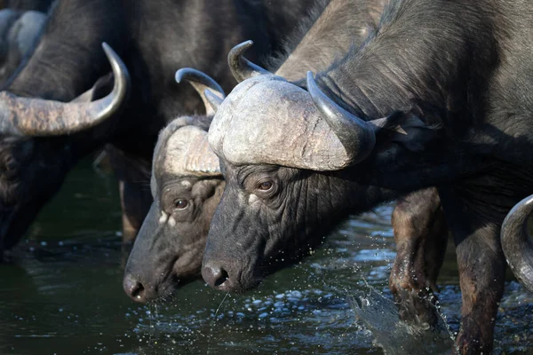 Afrika Bufalosu içiyor. Kruger Ulusal Parkı. Güney Afrika.