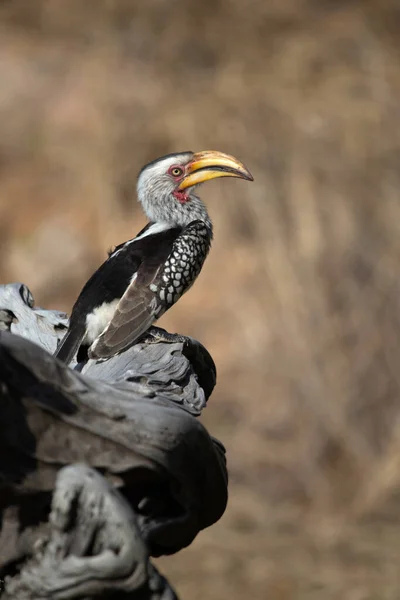 Hornbill Bucerotidae Tree Kruger National Park South Africa —  Fotos de Stock
