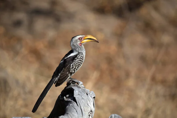 Hornbill Bucerotidae Tree Kruger National Park South Africa — Stock Photo, Image