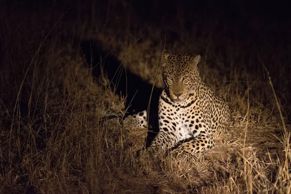 Африканский Леопард Panthera Pardus Саванне Национальный Парк Крюгера Южная Африка — стоковое фото