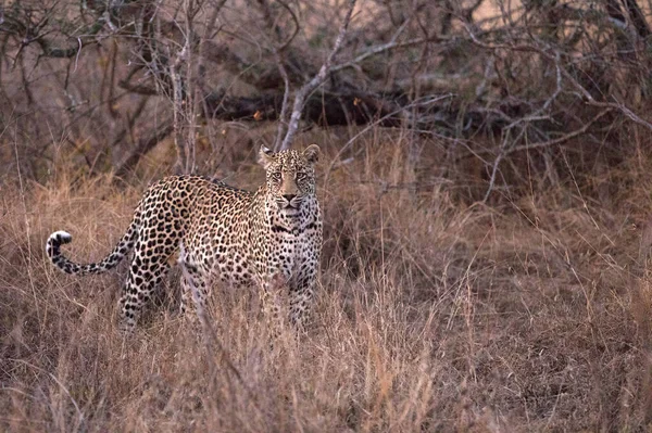 Afrika leoparı (Panthera pardus) savanada. Kruger Ulusal Parkı. Güney Afrika.