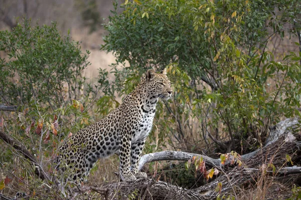 Léopard Africain Panthera Pardus Savane Parc National Kruger Afrique Sud — Photo