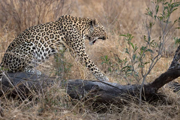 Afrika leoparı (Panthera pardus) savanada. Kruger Ulusal Parkı. Güney Afrika.