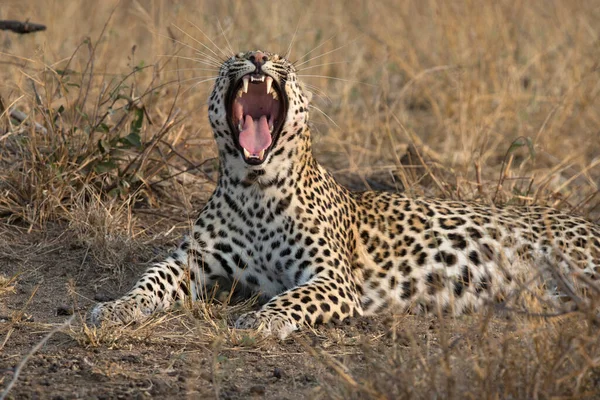 Африканский Леопард Panthera Pardus Саванне Национальный Парк Крюгера Южная Африка — стоковое фото