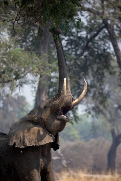 Mana Pools National Park African Elephant Loxodonta Africana Reaching Acacia — Fotografia de Stock