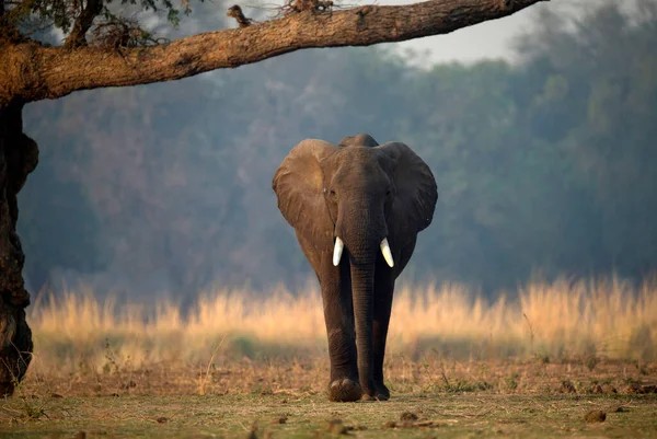 Park Narodowy Mana Pools Słoń Afrykański Loxodonta Africana Zimbabwe — Zdjęcie stockowe