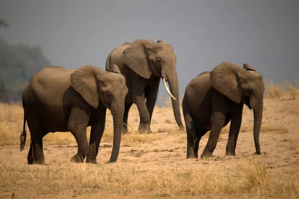 Parc National Des Piscines Mana Éléphant Afrique Loxodonta Africana Zimbabwe — Photo